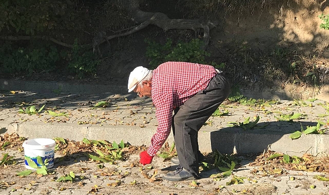 Zorlu ceviz hasadı başladı - GENEL - Erzurum Pusula Gazetesi - Son Dakika Erzurum Haberleri Güncel Haberler