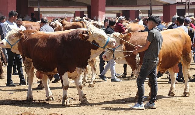 Doğuda kurbanlıklar görücüye çıktı - GENEL