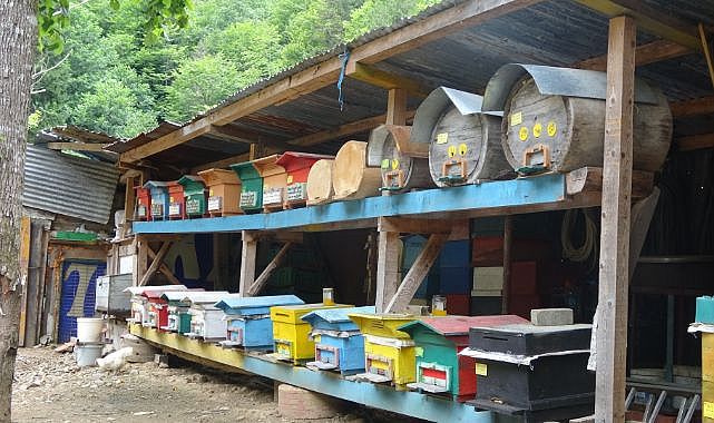 Bal ormanlarında hasat başladı - GENEL - Erzurum Pusula Gazetesi - Son Dakika Erzurum Haberleri Güncel Haberler